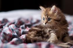 英雄联盟总决赛时间-弹无虚发！范弗利特关键5分定乾坤，黄蜂末节逆转爵士锁定胜局