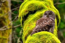 英雄联盟总决赛门票-15分逆转背后，戈贝尔用防守重定义巨星，掀起篮球战术革命