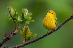 LOL赛事-莱比锡红牛鏖战澳洲启示录，萨拉赫状态如焰火燎原点亮战术未来