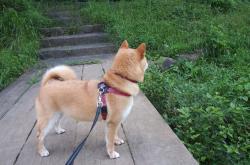 LOL决赛-跨越万里的魔笛与楚河汉界—当楚阿梅尼在足球的诗意中重塑焦点