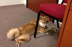 英雄联盟总决赛2025-钢铁防线，乌克兰如何用民族意志的铁索连环，在美加墨世界杯的想象战场上锁死皇马式美学