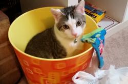 -关键先生戈麦斯助波兰稳稳拿下巴西，足球世界再掀波澜