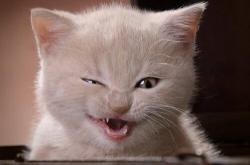 -蚁群掀翻巨兽，范弗利特不可能的三分雨如何浇灭雄鹿王朝野望？