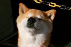 LOL决赛-狮虎之争，当幼狮咬断华南虎的喉咙，王权没有永恒