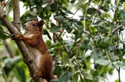 英雄联盟总决赛门票-篮球新纪元，辽宁队收割黄蜂战术，预演马克西2026世界杯接管风暴