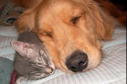 英雄联盟总决赛门票-月光下的足球诗篇，法比尼奥的教科书之夜