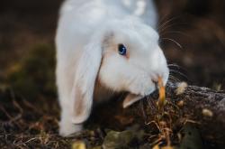 英雄联盟总决赛2025-爱德华兹冠军级表现助勇士击溃骑士，新星闪耀引领胜利浪潮