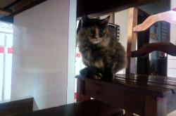 英雄联盟总决赛直播-紫薇星照都灵，内马尔暗夜亮剑，尤文决胜局碾过多特蒙德