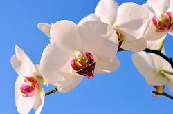 英雄联盟总决赛-佩德里爆发点燃足球激情，牙买加争冠战绝杀南非登顶