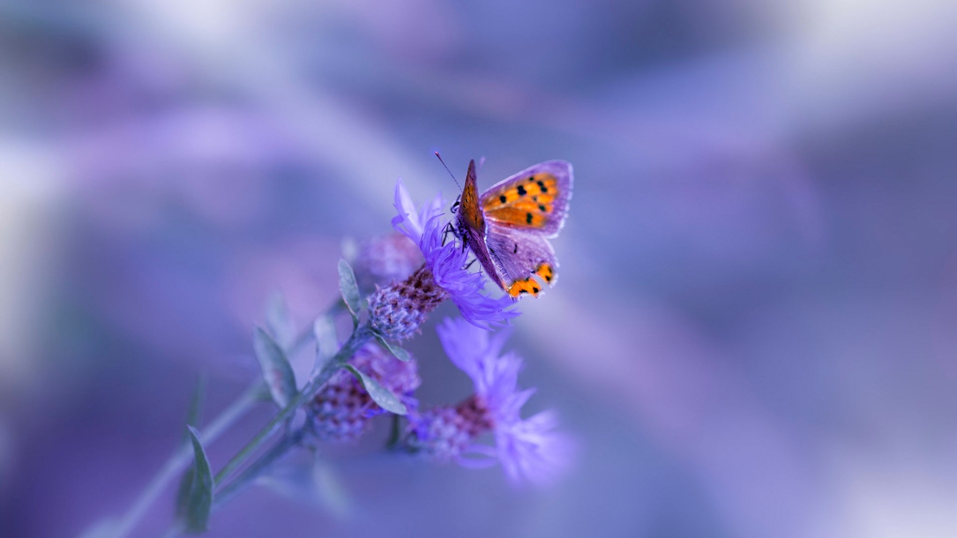 最安静的轰鸣,哈利伯顿如何用沉默,炸裂了季后赛之夜