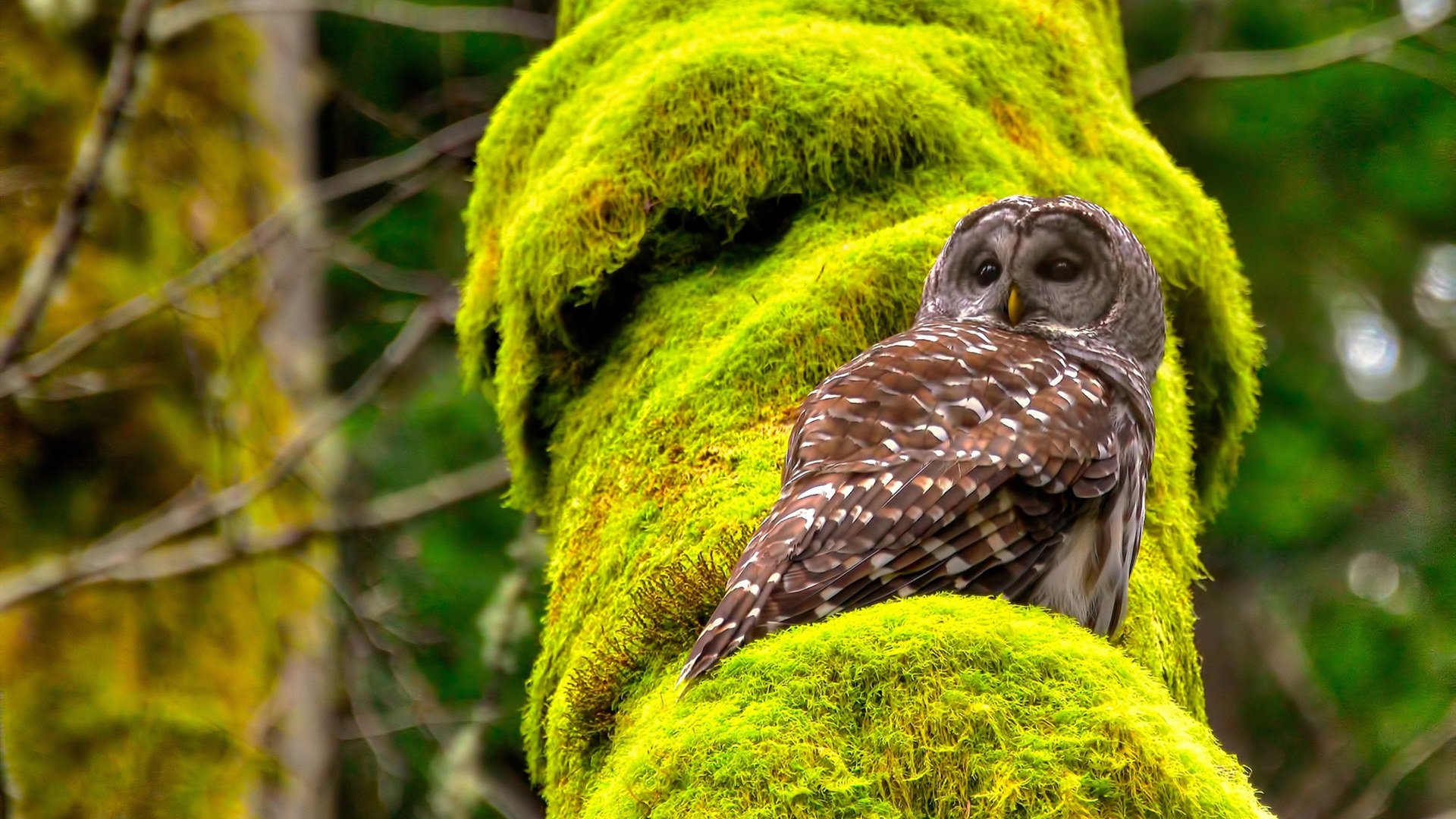 15分逆转背后，戈贝尔用防守重定义巨星，掀起篮球战术革命