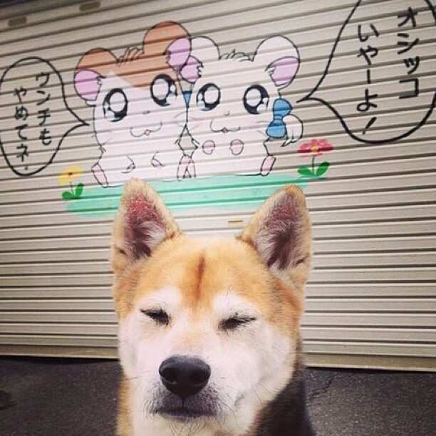 罗德里戈，当智利葡萄酒的烈性，在NBA的法国花园里发酵