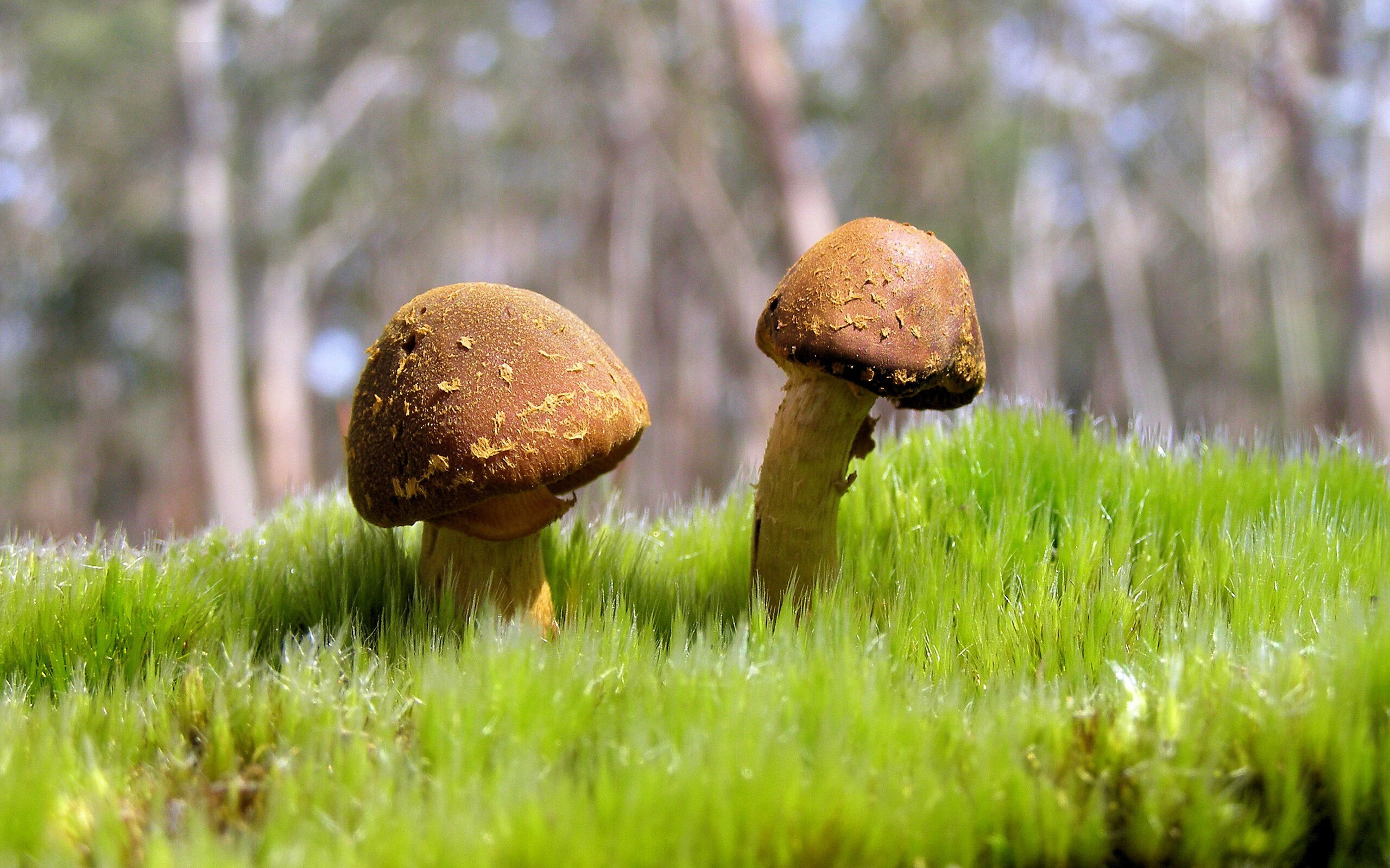 夜鹰无声，在2026世界杯之夜聆听时光的裂缝