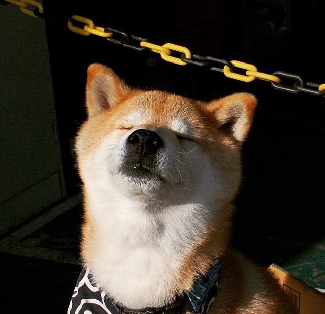 橙色狂潮中的钢铁防线,范戴克一锤定音,罗马击退安哥拉震撼足坛