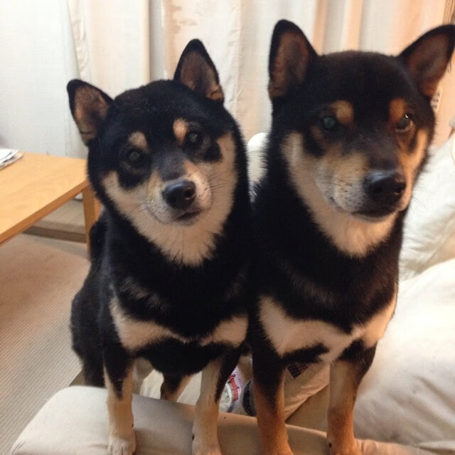 烟花照亮基辅寒夜，戈麦斯爆发诠释何为真正的强势