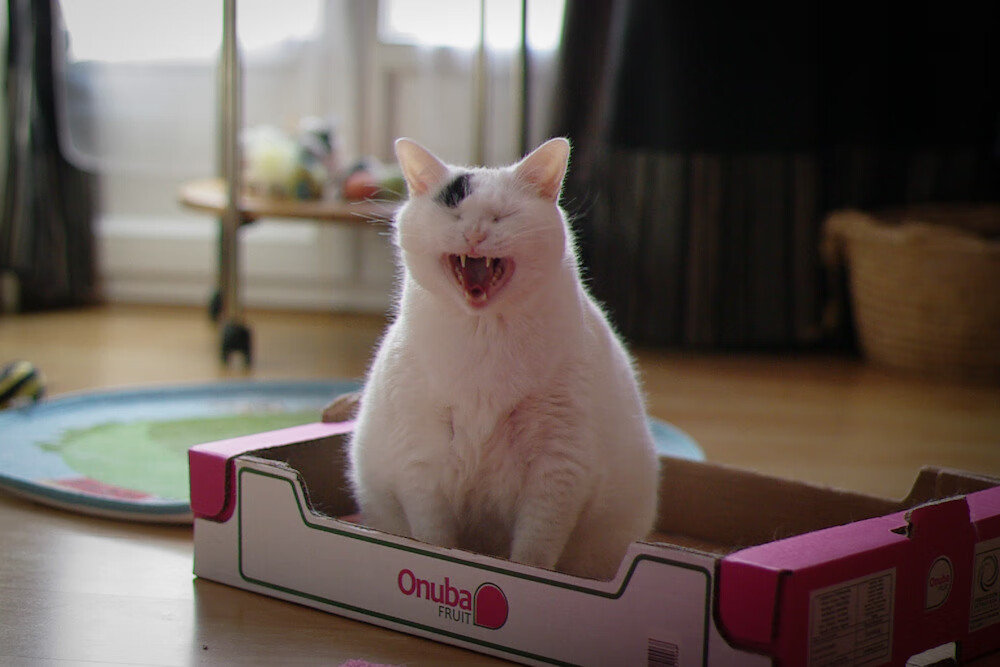 篮球文明交汇，辽宁硬仗击溃森林狼，拉文成破局密码