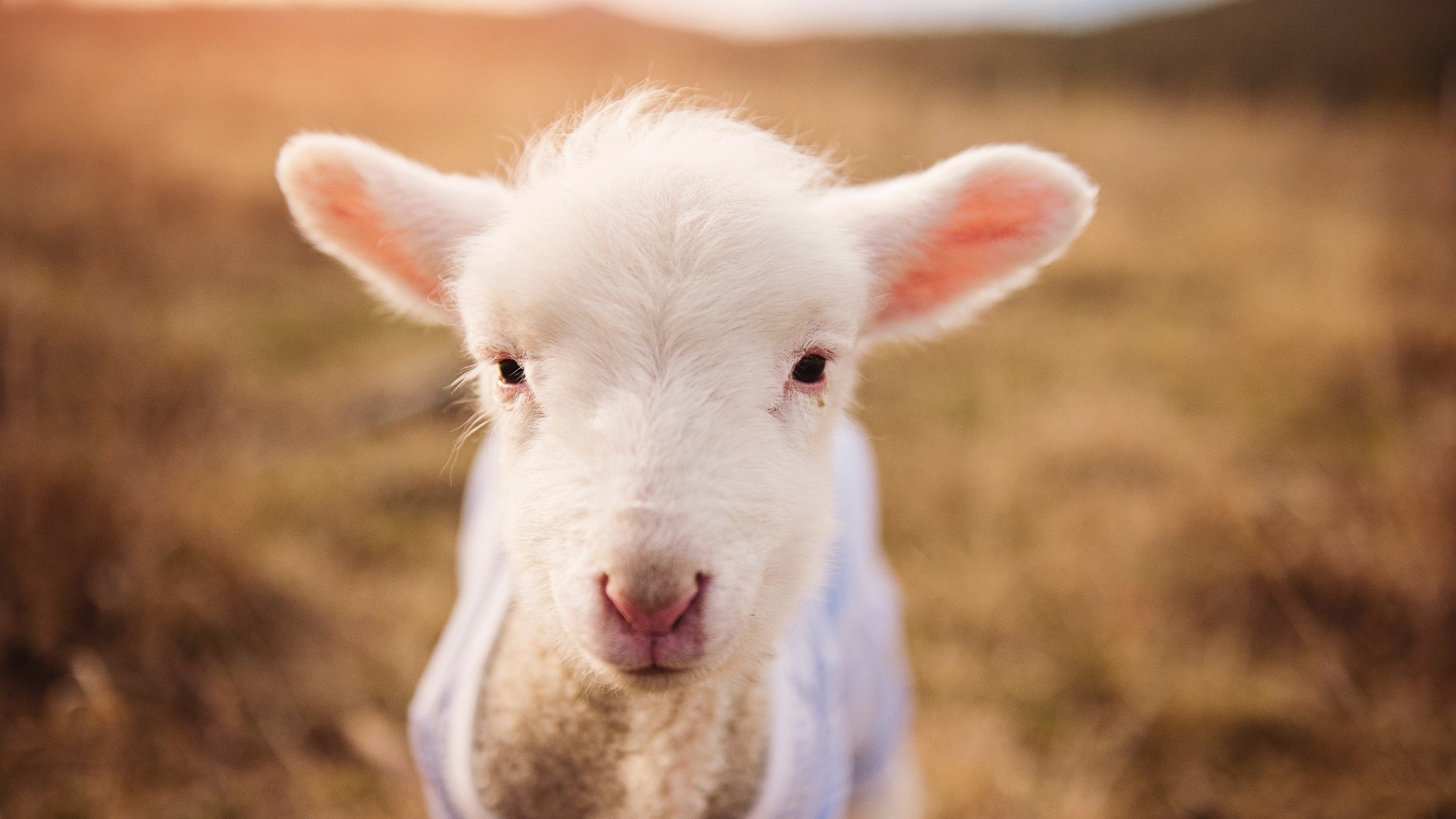 针尖刺破鼓胀的夜，利拉德在马刺与雷霆的废墟上完成救赎