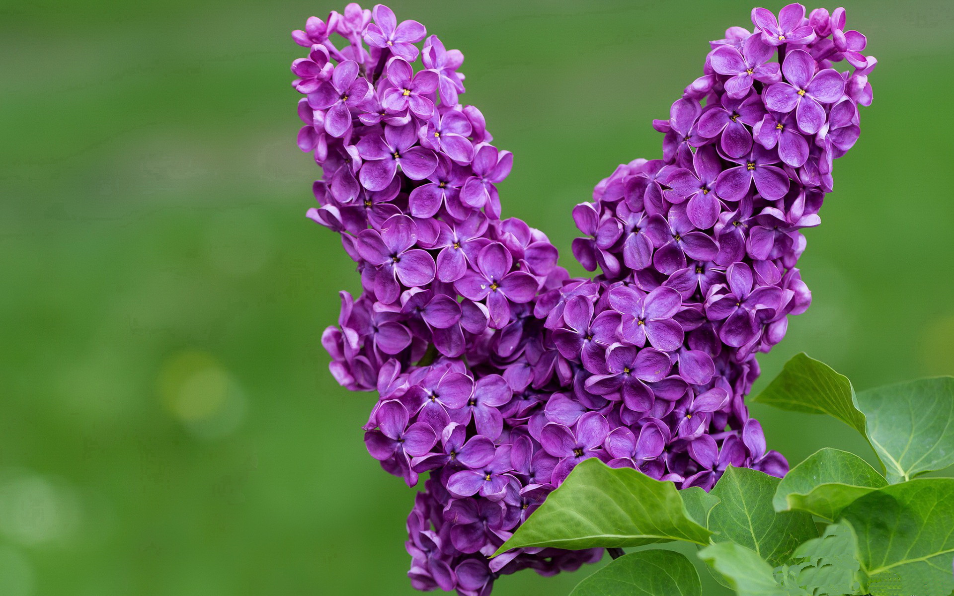 钢铁防线遭遇王牌破局,东契奇关键先生封神夜