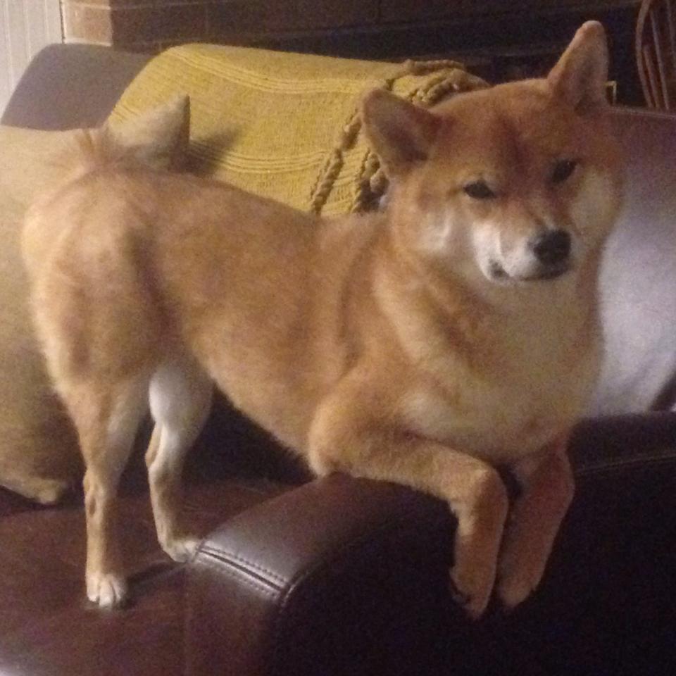 非洲雄鹰逆袭，克罗地亚黄金一代在美加墨的湿热中落幕，托马斯·穆勒如何接管了一场定义时代的比赛