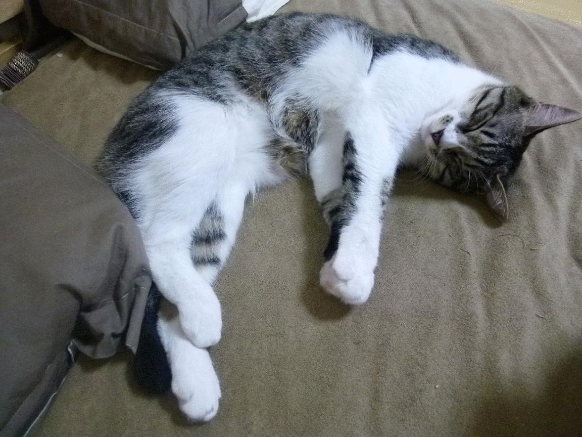 跨界争霸,当太阳在欧冠半决赛战胜快船