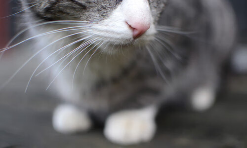 恩比德末节接管比赛，但开拓者一波带走的却是浙江队