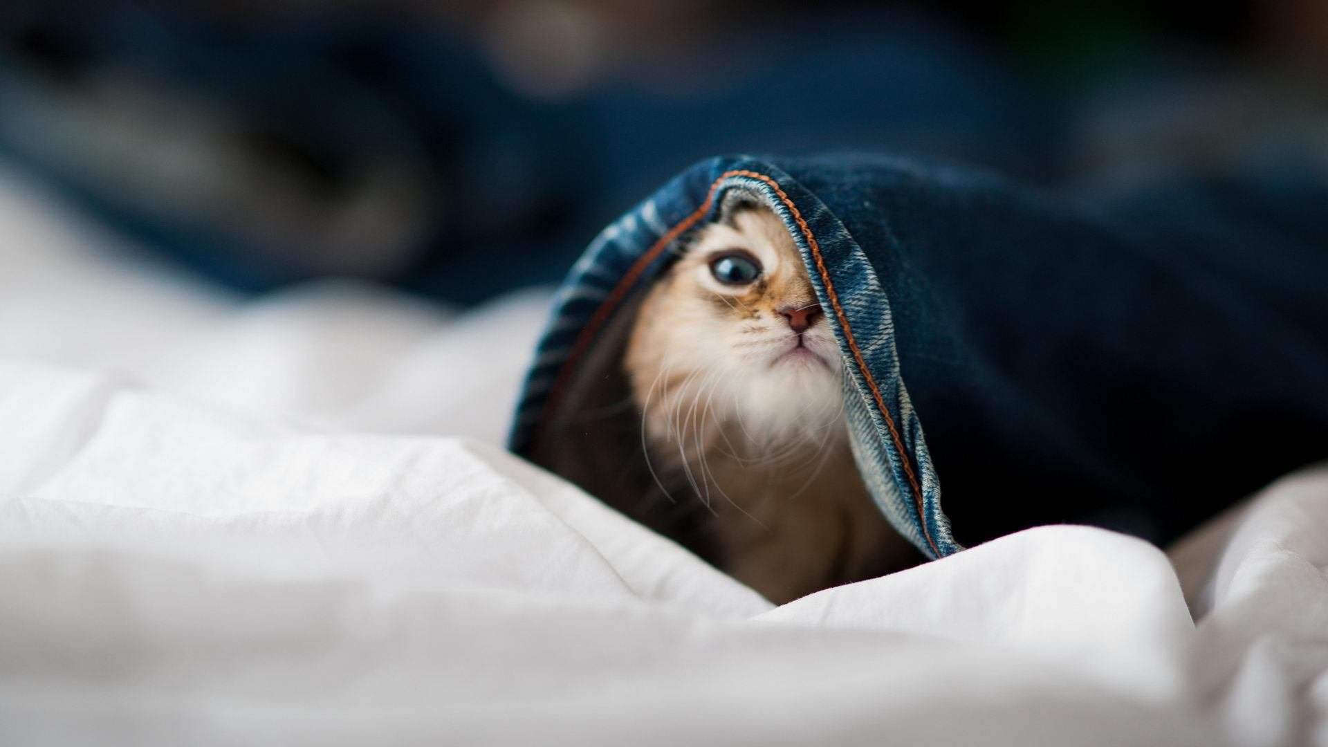 于命运十字路口轰鸣,马里在铃鹿的终极一搏如何重写F1宇宙的秩序