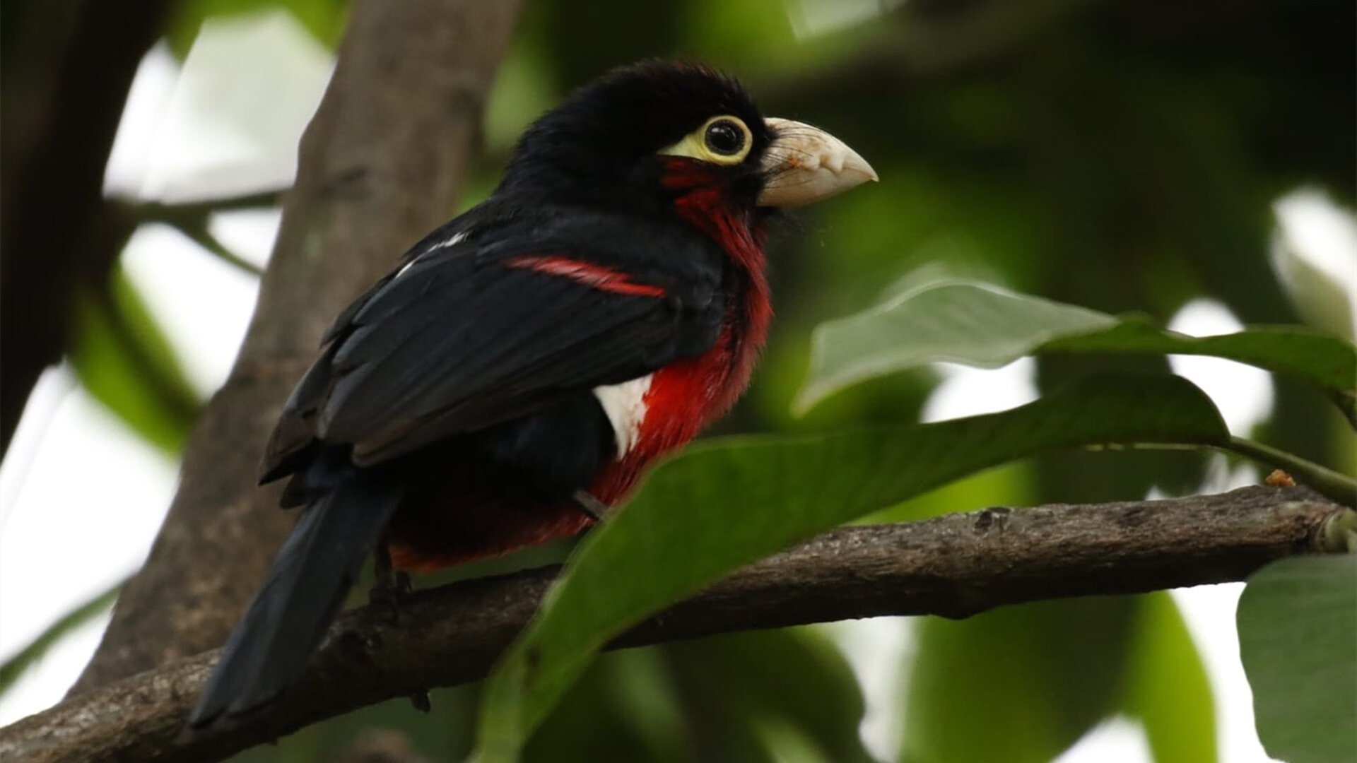 维斯塔潘的沉默法则，当赛道数学家弑君之夜