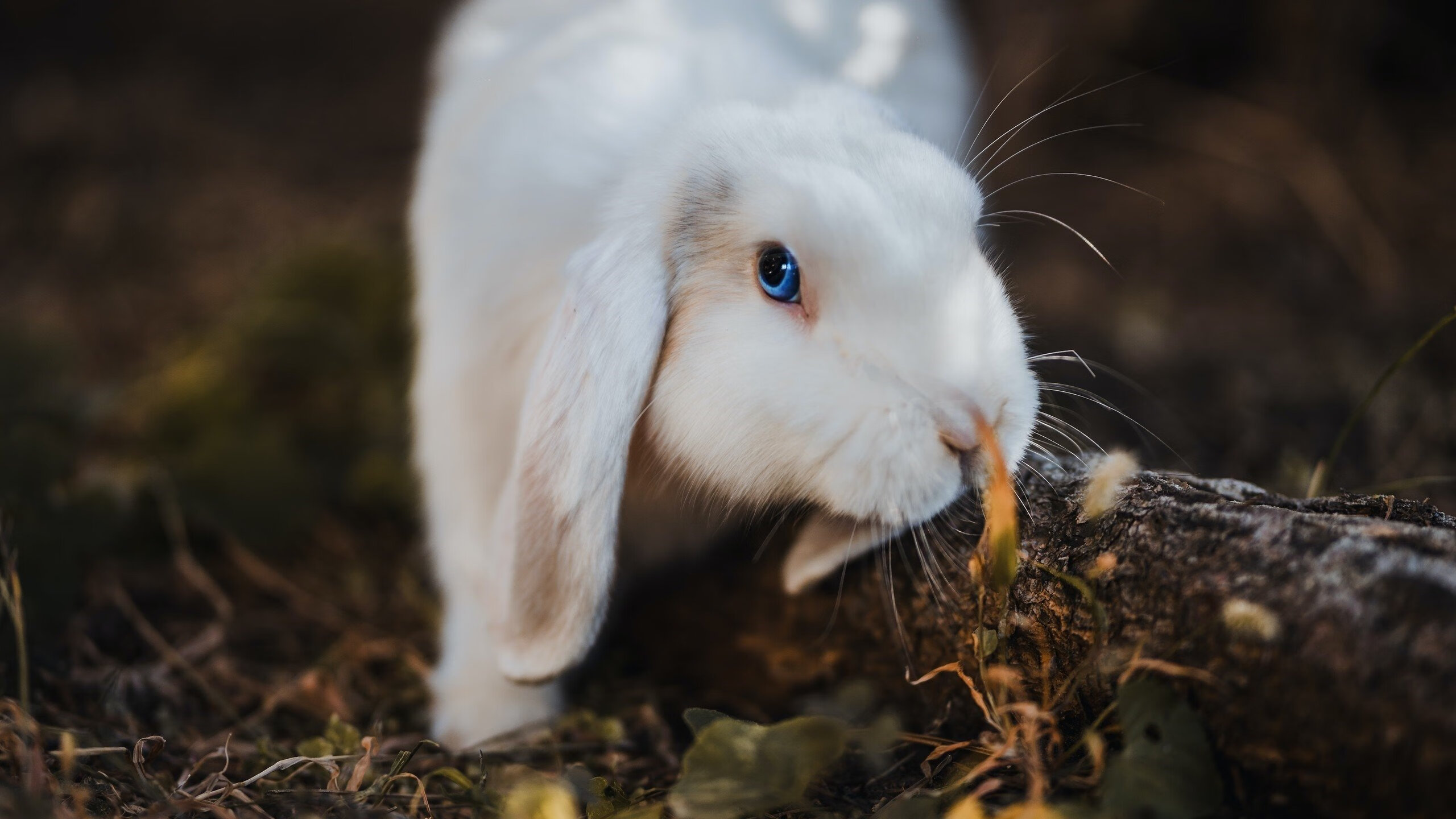 终结与接管，活塞击败开拓者，东契奇总决赛闪耀新时代