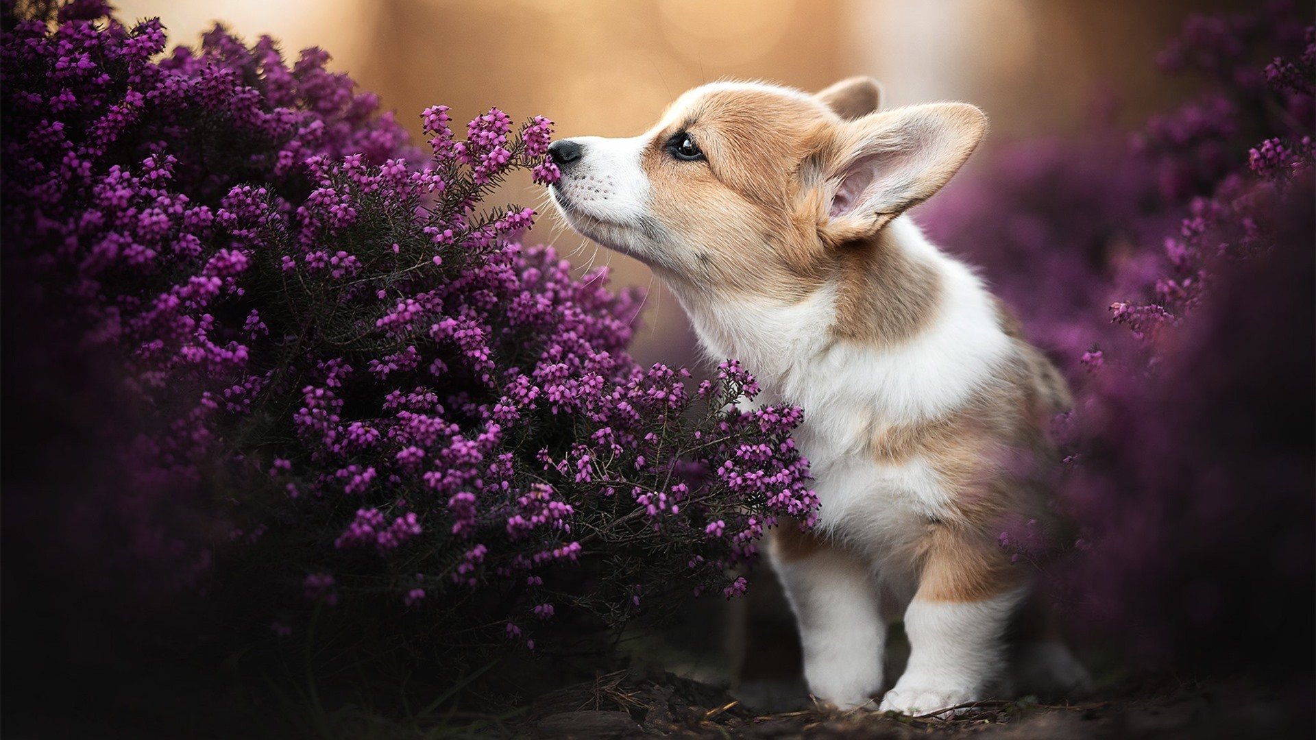 东方武士蓝桥折戟,钢铁阿克铸就无懈可击的防波堤