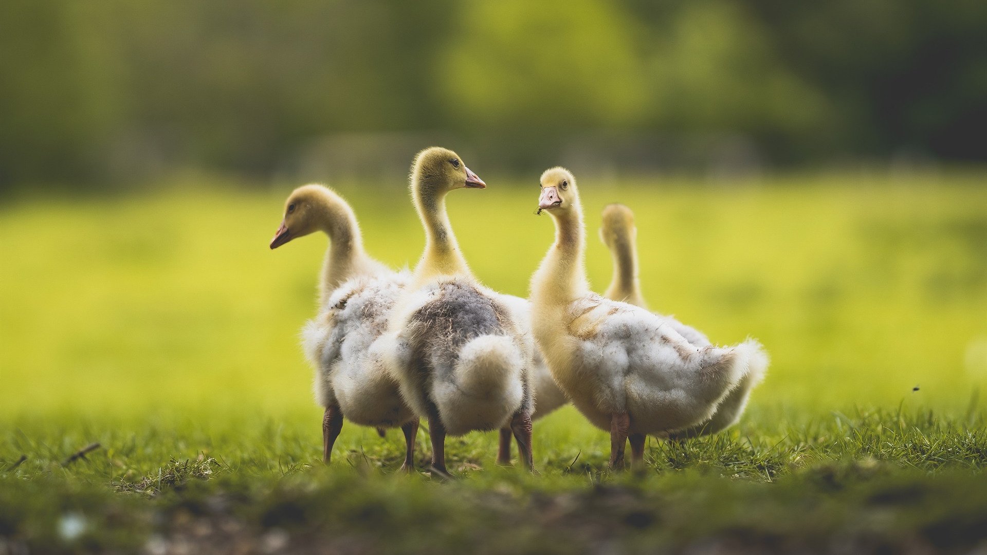 韩国破咒!客场逆袭瑞士,戈麦斯一球定乾坤成历史关键先生