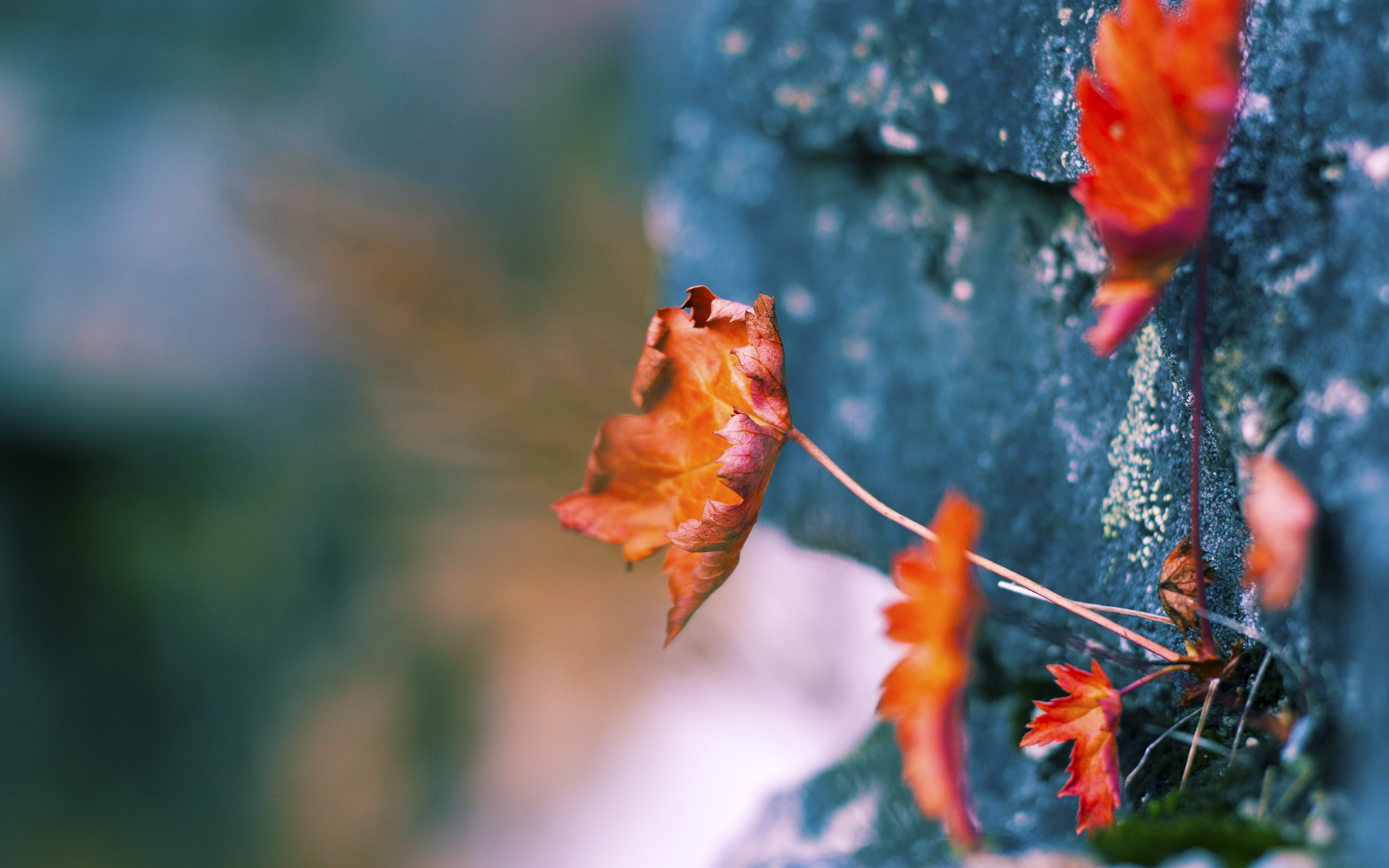 欧冠决赛般的巅峰对决，快船力克深圳队，篮球场上的跨洲焦点战