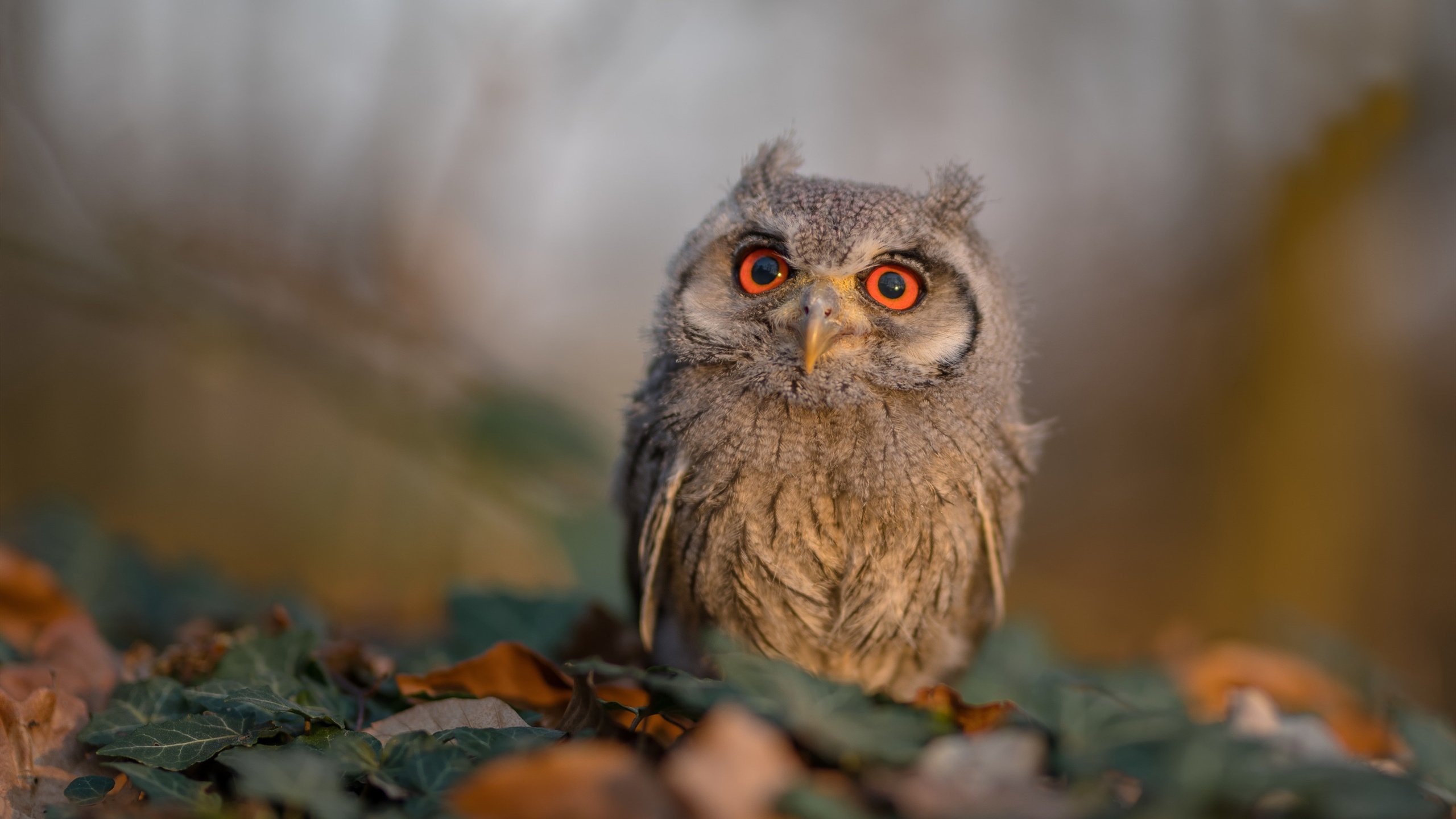 禁区城墙与绿茵密码，当加纳的防守锁死智利的NBA总决赛焦点战