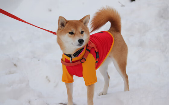 当快船战术板浸透辽宁队的星空