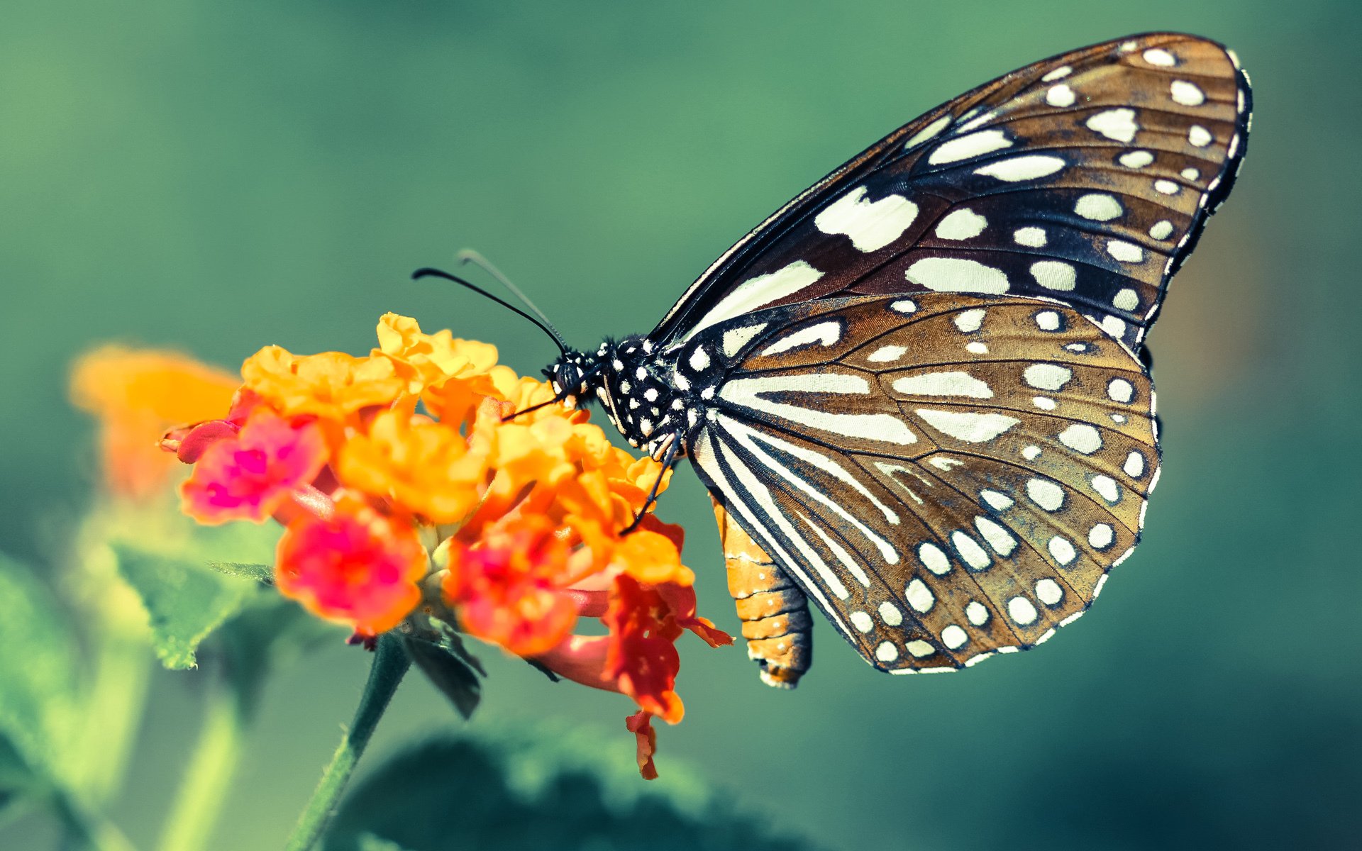 绿茵异次元对话，当雷鬼节奏遇上波斯地毯，马丁内利用脚尖谱写全场最佳无争议诗篇