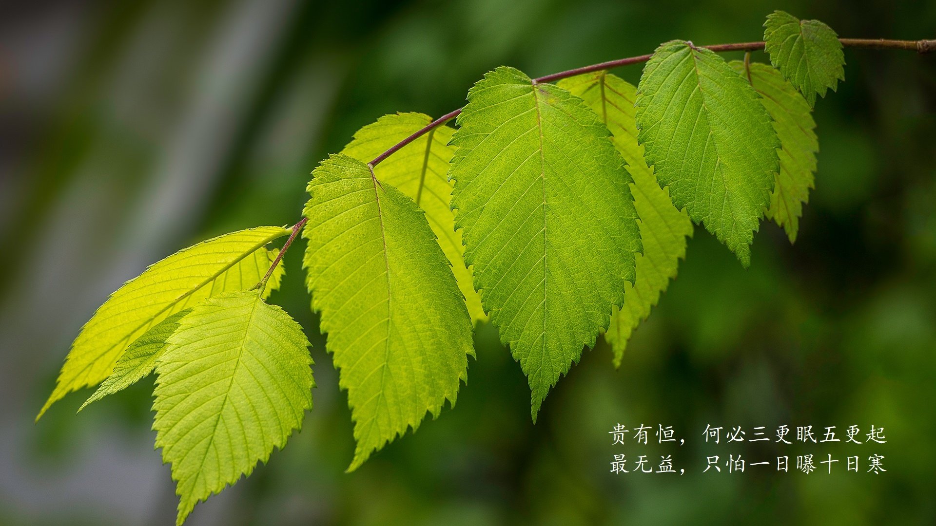 沙漠之狐与天蓝军团的宿命对决,2026世界杯F组,吉鲁的最后一舞如何撕裂伊拉克防线